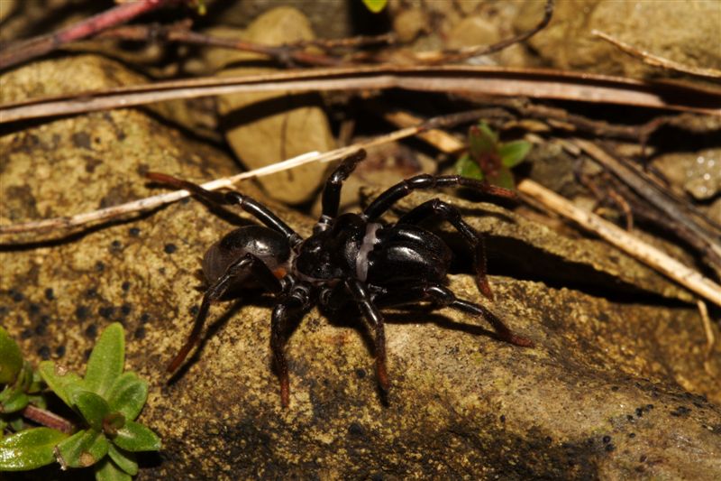 Atypus sp.